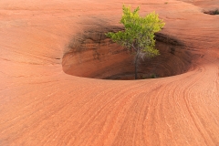 Pothole Tree