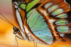 Opal Butterfly