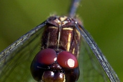 Red Eyed Dragonfly