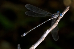 Thin Dragonfly