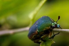 Jade Beetle