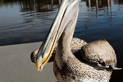 Close Pelican