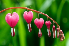 Heart Blooms