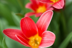 Open Tulips